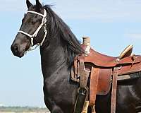 vaquero-friesian-horse