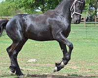 event-stallion