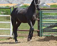 eventer-stallion