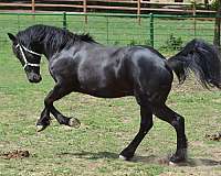 friesians-stallion