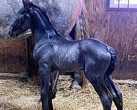 best-unborn-foal