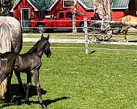 far-unborn-foal