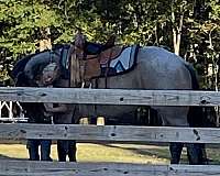 natural-horsemanship-training-quarter-horse