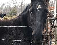 black-trail-horse