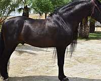 gran-prix-andalusian-horse