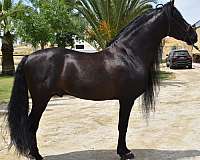 junior-rider-andalusian-horse