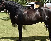 mellow-andalusian-horse