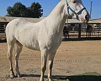 san-andalusian-horse