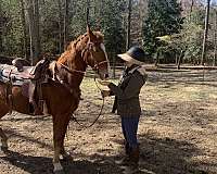 gait-saddlebred-horse
