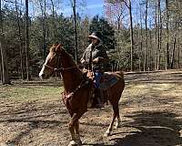 large-saddlebred-horse