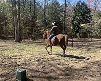 puller-saddlebred-horse