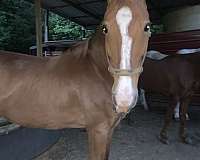 backs-saddlebred-horse