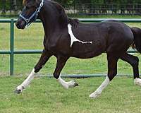 baroque-friesian-horse