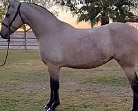 dressage-andalusian-horse