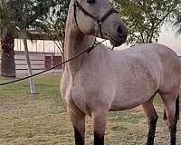 trailers-well-andalusian-horse