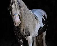 hauled-gypsy-vanner-horse