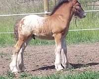 vancouver-gypsy-vanner-horse