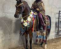 buttons-arabian-horse