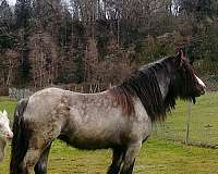 arab-gypsy-vanner-horse