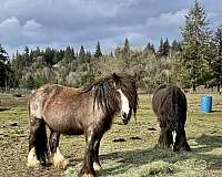 gypsy-stallion-mare
