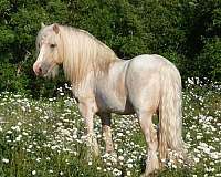 gypsy-cob-vanner-horse
