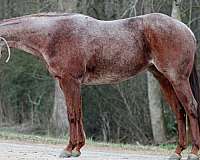 aqha-stallion-mare