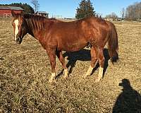 roping-stallion-yearling