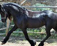 dressage-friesian-horse