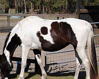 14-hand-tennessee-walking-mare