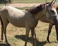 buckskin-white-spotted-blanket-on-hips-horse