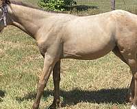 white-spotted-blanket-on-hips-horse