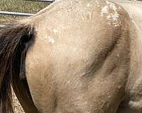 foundation-buckskin-appaloosa-horse