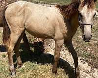 star-appaloosa-horse