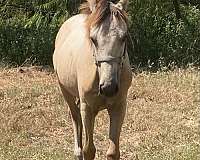 texarkana-appaloosa-horse