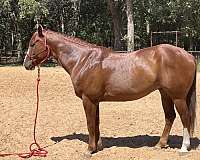 sorrel-blaze-left-hind-irregular-half-stocking-horse