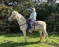 hazel-tennessee-walking-horse
