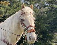 champagne-tennessee-walking-horse