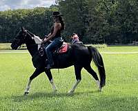 bargain-spotted-saddle-horse