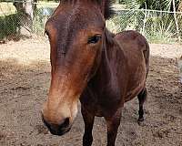15-hand-mule-foal