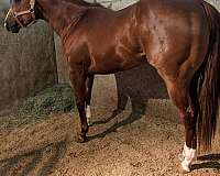 sorrel-white-stripe-horse