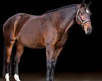 dressage-eventing-belgian-warmblood-horse