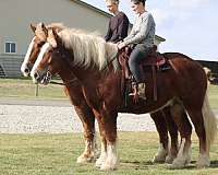 draft-belgian-horse