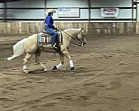 palomino-horse-for-sale