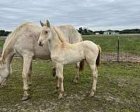 isabelo-andalusian-colt-mare