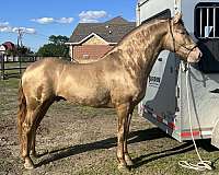 grand-daughter-andalusian-horse