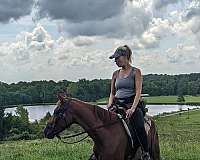 equitation-tennessee-walking-horse