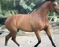hanoverian-horse