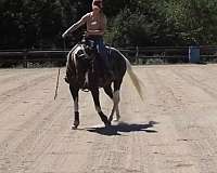 piebald-spotted-saddle-horse