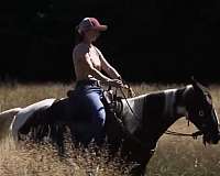 ridden-western-spotted-saddle-horse