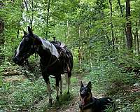 trail-riding-spotted-saddle-horse